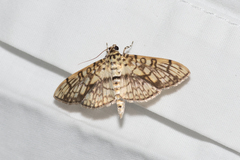 Haritalodes obliqualis