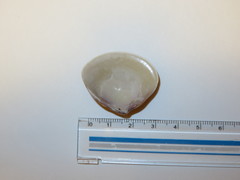 Meretrix lamarckii