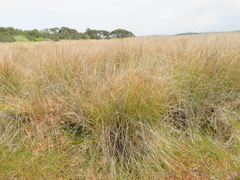 Austrostipa stipoides