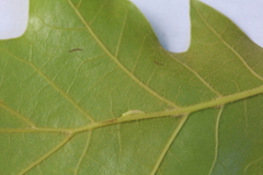 Macrodiplosis qoruca