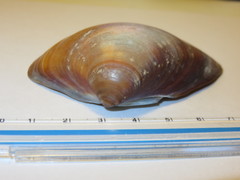 Meretrix lamarckii