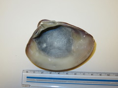Meretrix lamarckii