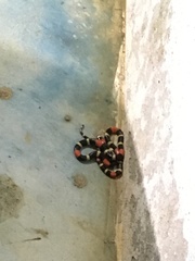 Micrurus lemniscatus helleri