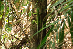 Gonocephalus abbotti