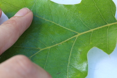 Macrodiplosis qoruca