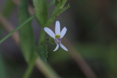 Lobelia leucotos