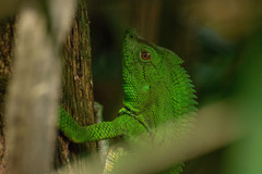 Gonocephalus abbotti