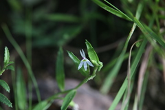 Lobelia leucotos