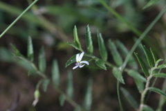 Lobelia leucotos