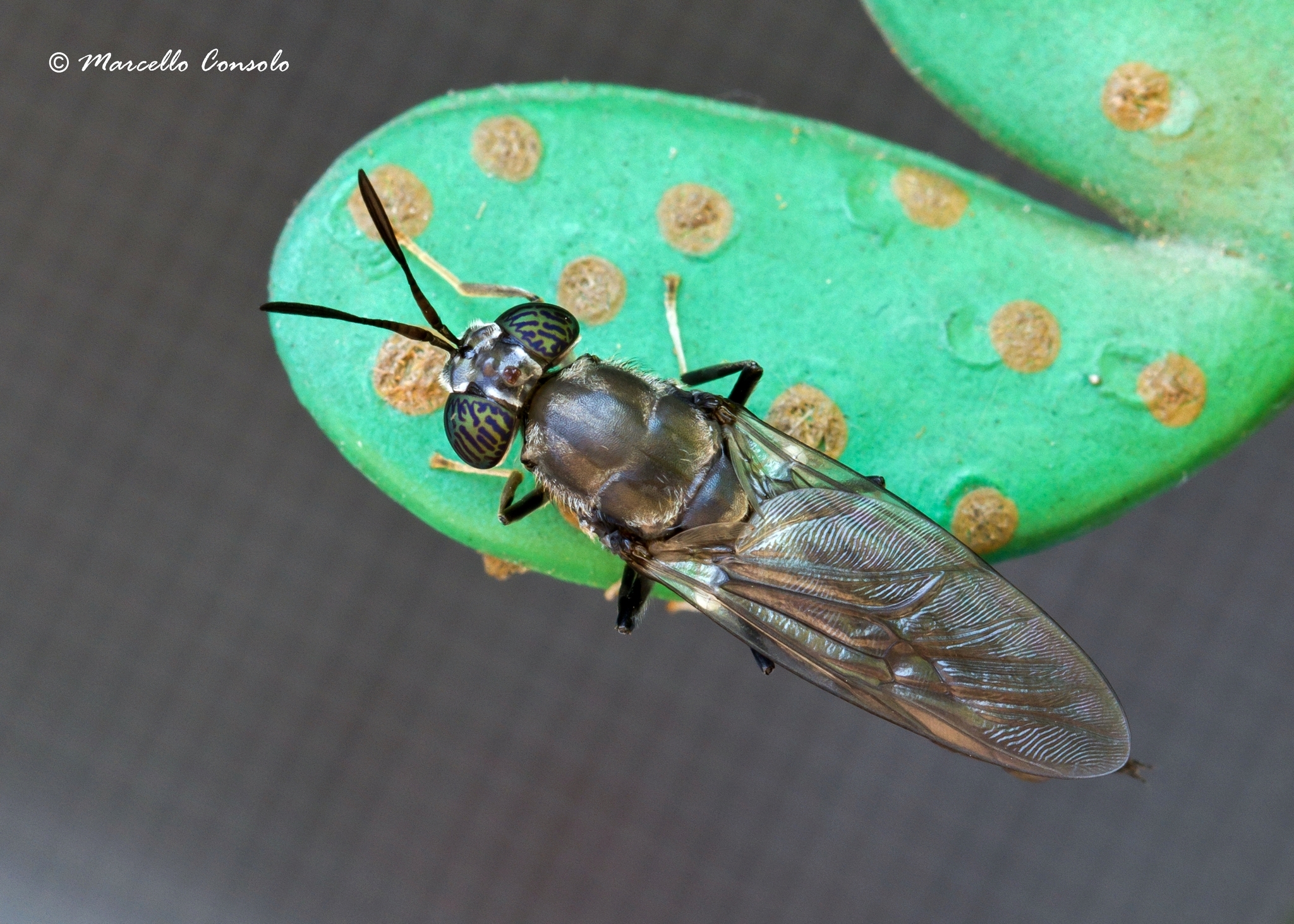 Black Soldier Fly (Hermetia illucens) · iNaturalist