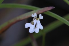 Stylidium capillare