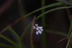 Stylidium capillare