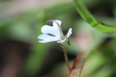 Stylidium capillare
