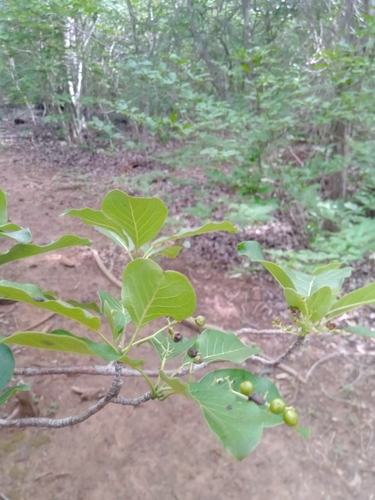 Ehretia meyersii image