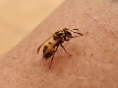 Brachygastra smithii