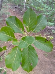 Ehretia meyersii image