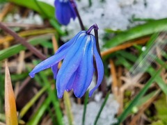 Scilla siberica