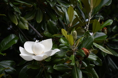 Magnolia grandiflora