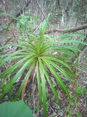 Pandanus analamerensis