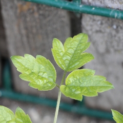 Clematis vitalba