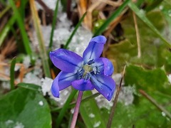 Scilla siberica