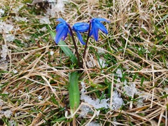 Scilla siberica