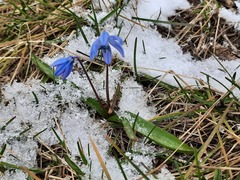 Scilla siberica