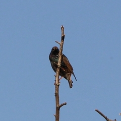 Sturnus vulgaris