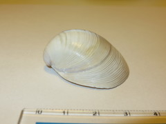 Mactra quadrangularis