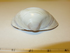 Mactra quadrangularis
