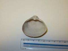Mactra quadrangularis