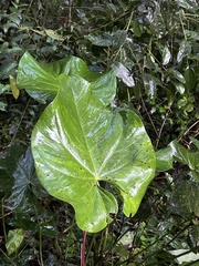 Anthurieae
