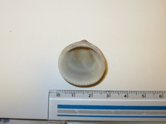 Mollusca