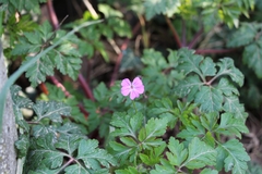 Geranium robertianum
