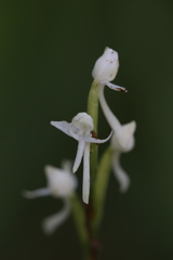 Habenaria propinquior