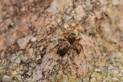 Plexippina