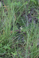 Habenaria propinquior