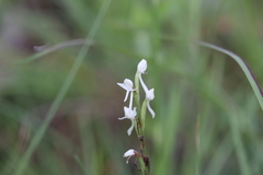 Habenaria propinquior