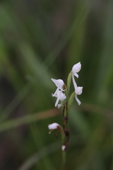 Habenaria propinquior