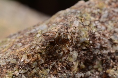 Plexippina