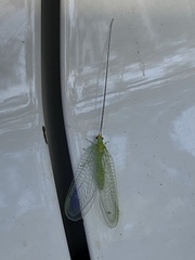 Ceraeochrysa lineaticornis