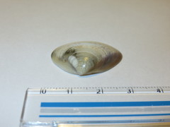 Bivalvia