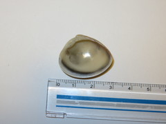 Bivalvia
