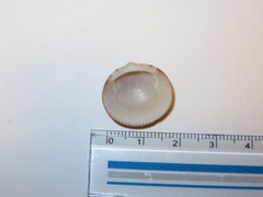 Mollusca
