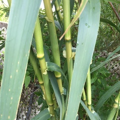 Arundo donax