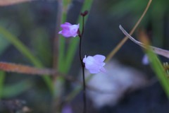 Utricularia minutissima
