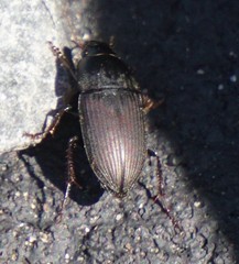 Anisodactylus rusticus