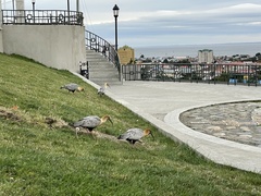 Theristicus melanopis