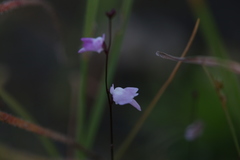 Utricularia minutissima