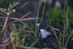 Utricularia minutissima